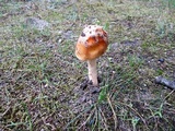 Amanita crocea image