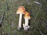 Amanita crocea image