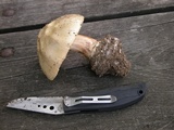 Amanita velatipes image