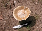Amanita velatipes image