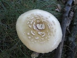 Amanita velatipes image