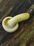 Gymnopilus luteus image