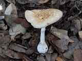 Amanita multisquamosa image