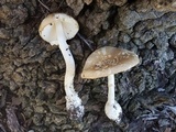 Amanita multisquamosa image