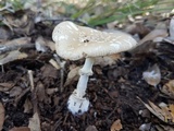 Amanita multisquamosa image