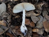 Amanita multisquamosa image