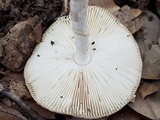 Amanita multisquamosa image