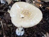 Amanita multisquamosa image