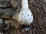 Amanita multisquamosa image