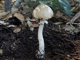 Amanita multisquamosa image