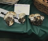 Leucoagaricus amanitoides image