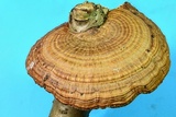 Daedaleopsis septentrionalis image