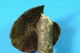 Daedaleopsis septentrionalis image