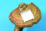 Daedaleopsis septentrionalis image