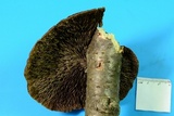 Daedaleopsis septentrionalis image
