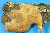 Sarcodontia setosa image