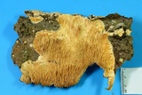 Sarcodontia setosa image