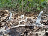Xylaria allantoidea image