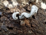 Xylaria allantoidea image