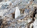 Xylaria allantoidea image
