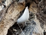 Xylaria allantoidea image