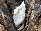Xylaria allantoidea image