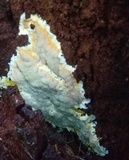 Ceriporia spissa image