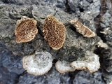 Trametes trogii image