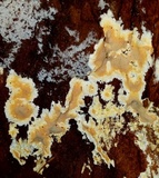 Ceriporia spissa image