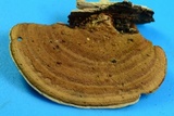Steccherinum subrawakense image