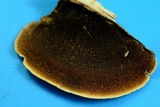 Steccherinum subrawakense image