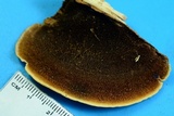 Steccherinum subrawakense image