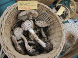 Chlorophyllum rachodes image