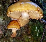 Pholiota adiposa image