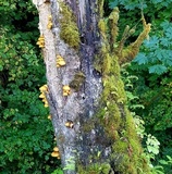 Pholiota adiposa image