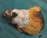 Russula maculata image