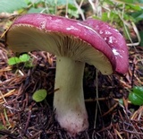 Russula atropurpurea image