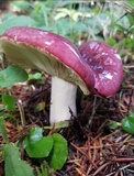 Russula atropurpurea image