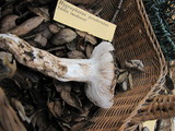 Hygrophorus sordidus image