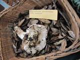 Hygrophorus sordidus image