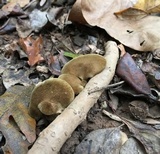 Boletinellus merulioides image