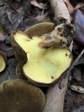 Boletinellus merulioides image