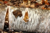 Fomes excavatus image