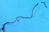 Ophiocordyceps superficialis image