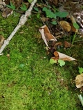 Ophiocordyceps superficialis image