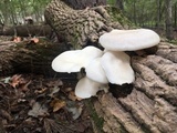 Pleurotus pulmonarius image