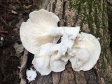 Pleurotus pulmonarius image