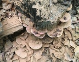 Ganoderma sessile image