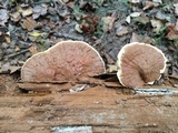 Ganoderma sessile image