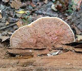 Ganoderma sessile image